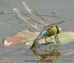 vignette Anax imperator , Anax empereur,♀  pendant  de ponte ,  libellule