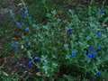 vignette Salvia jamensis ardoise bleue au 30 06 10