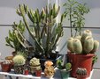 vignette table de cactus