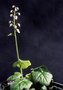 vignette Tiarella polyphylla