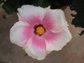 vignette Hibiscus rosa sinensis rose et blanc