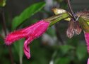 vignette Sauge - Salvia buchananii