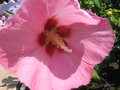 vignette Hibiscus syriacus