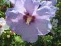 vignette Hibiscus syriacus '' Blue Bird ''