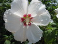 vignette Hibiscus syriacus