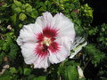 vignette Hibiscus syriacus