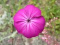 vignette Lychnis coronaria, fleur