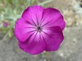 vignette Lychnis coronaria, fleur