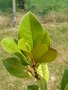 vignette Magnolia grandiflora, jeunes feuilles