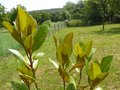 vignette Magnolia grandiflora, jeunes feuilles