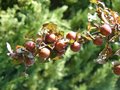 vignette Prunus cerasifera 'Nigra', fruits
