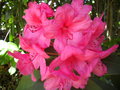 vignette Rhododendron (Anna Rose Whitney)
