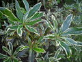 vignette Rhododendron ponticum Variegatum