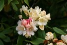 vignette Rhododendron 'Golden Torch'