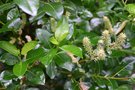 vignette Salix phylicifolia