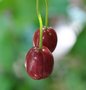 vignette Fuchsia 'Annabel' - fruits