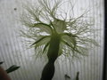 vignette Trichosanthes rosthornii