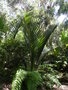 vignette 9g/palmier nikau de nouvelle zelande