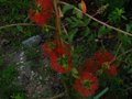 vignette Melaleuca Hypericifolia au 06 07 10
