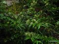 vignette Stenocarpus salignus au 29 06 10