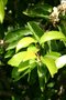 vignette Prunus lusitanica ssp. azorica