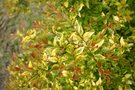 vignette Abelia x grandiflora 'Gold Spot'