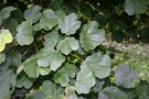 vignette Acer opalus ssp. opalus