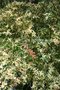 vignette Berberis pruinosa var. longifolia 'Variegata'