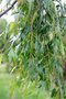 vignette Betula pendula ssp. pendula 'Gracilis'