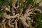 vignette Euphorbia caput-mdusae?(petits troncs d'une plante age)