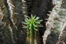 vignette Euphorbia horrida