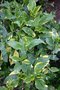 vignette Hydrangea macrophylla 'Goldrush'