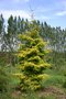 vignette Picea orientalis 'Skylands'