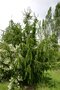 vignette Picea abies 'Cranstonii'