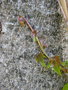 vignette Parthenocissus tricuspidata