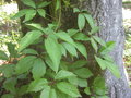 vignette Parthenocissus quinquefolia