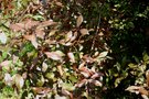 vignette Prunus spinosa 'Purpurea'