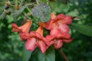 vignette Rhododendron 'Fabia'