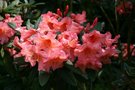 vignette Rhododendron 'Tortoiseshell Orange'
