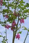 vignette Robinia x margaretta 'Pink Cascade' (= 'Casque Rouge')