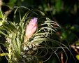vignette Tillandsia recurvifolia