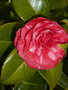 vignette camélias rouge aux fleurs rayées de rose