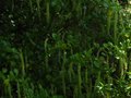 vignette Itea Ilicifolia au 06 07 10