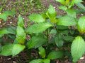 vignette Fuchsia paniculata au 19 06 10