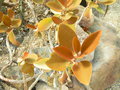 vignette Kalanchoe orgyalis