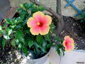 vignette hibiscus