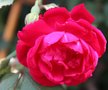 vignette rose ancienne vieux rosier trs parfume