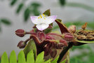 vignette Commelinaceae - Tradescantia blossfeldiana