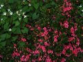 vignette Rhododendron Nakahare toujours fleuri au 08 07 10