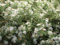 vignette Olearia oleifolia wakariensis trs agrablement parfum au 08 07 10